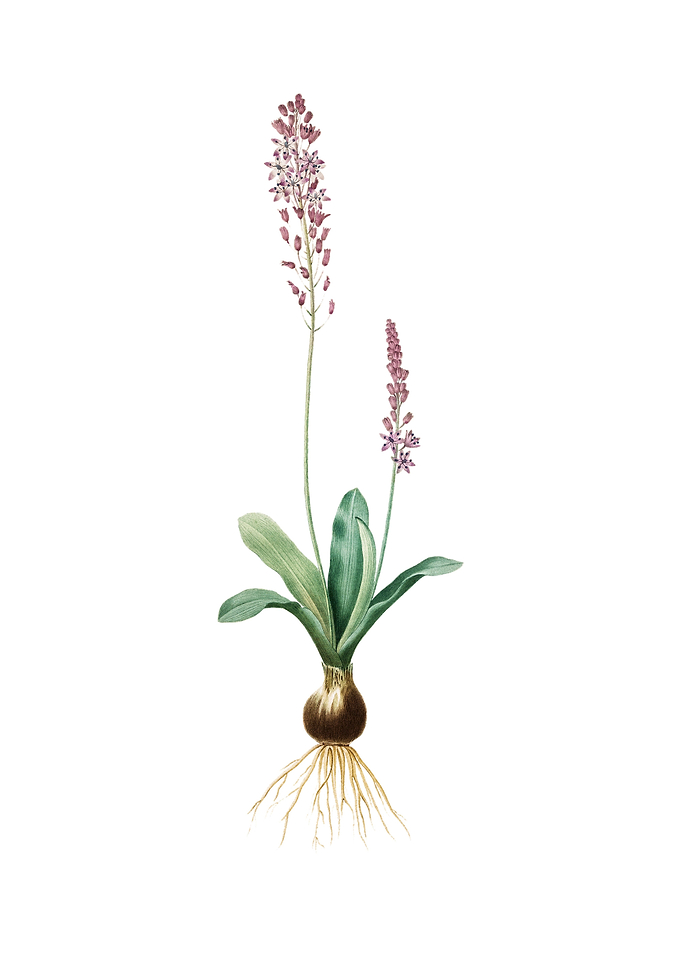 Vintage Scilla Obtusifolia