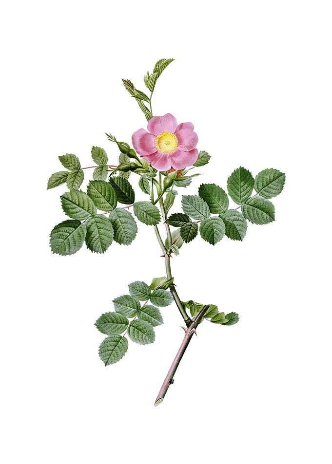 Pink Sweetbriar Rose