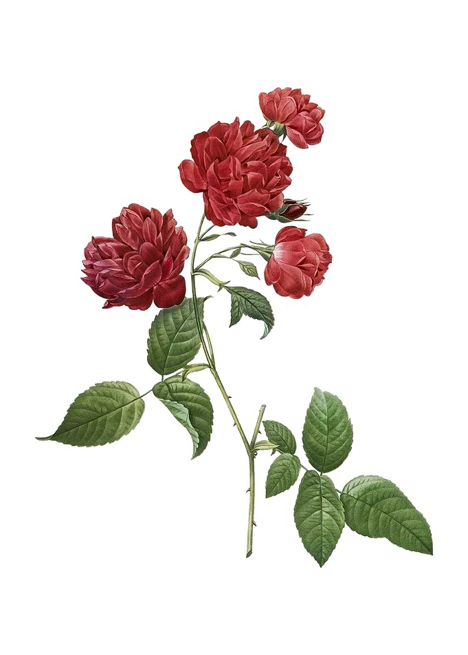 Red Cabbage Rose in Bloom