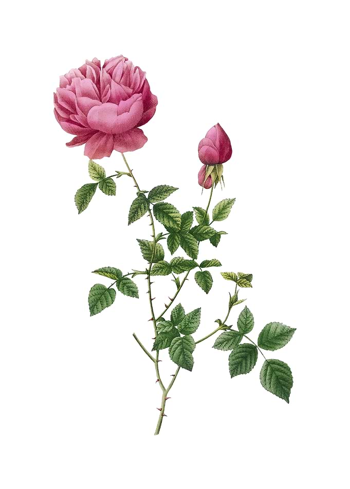 Pink Autumn China Rose