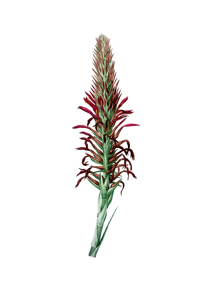 Pitcairnia Latifolia