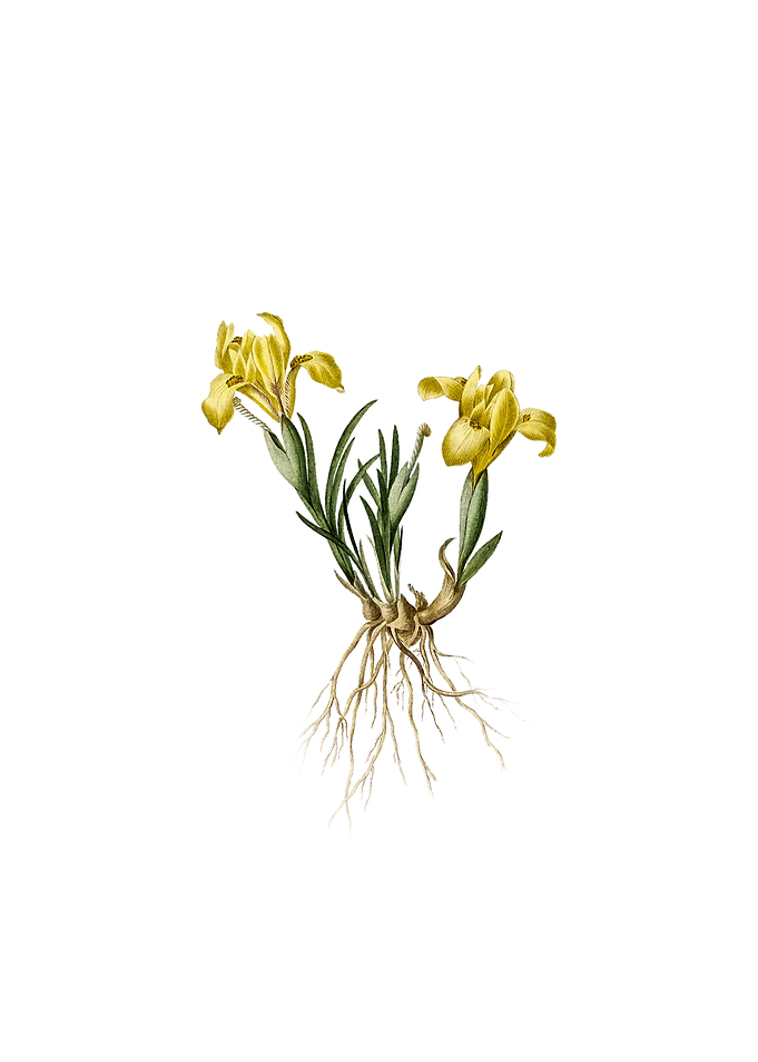 Vintage Sand Iris on White