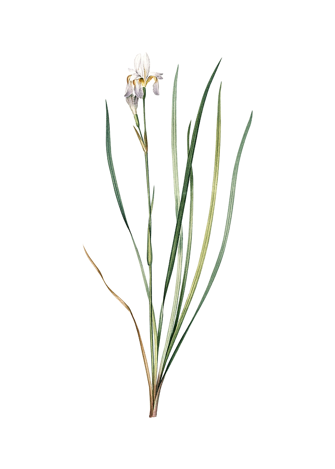 Vintage Siberian Iris