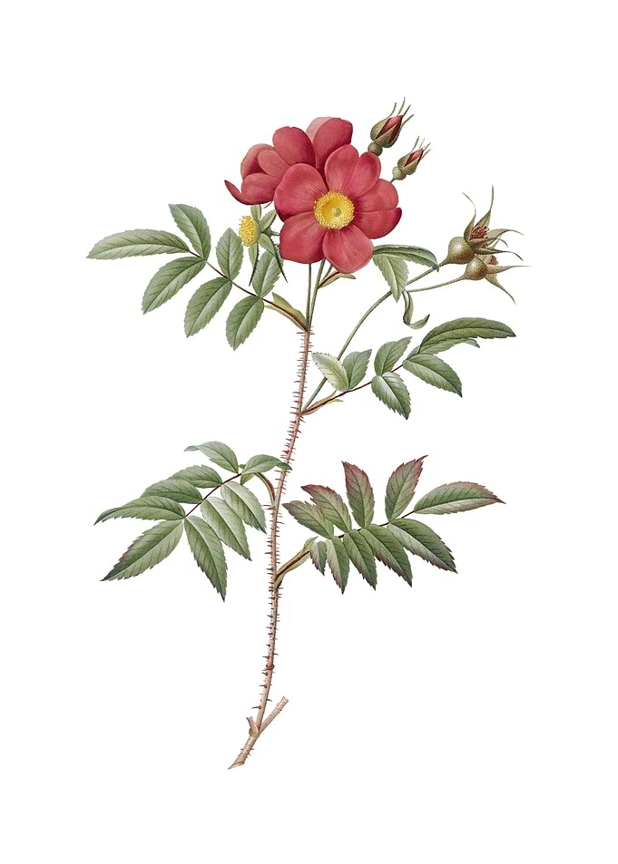 Rosa Redutea Glauca Flower