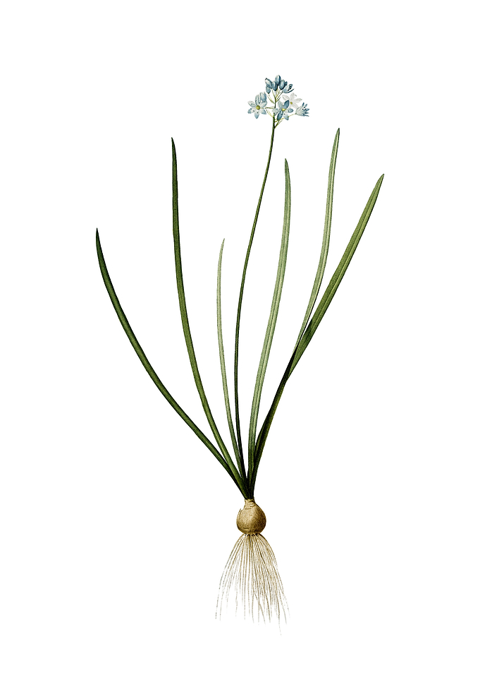 Vintage Spring Squill