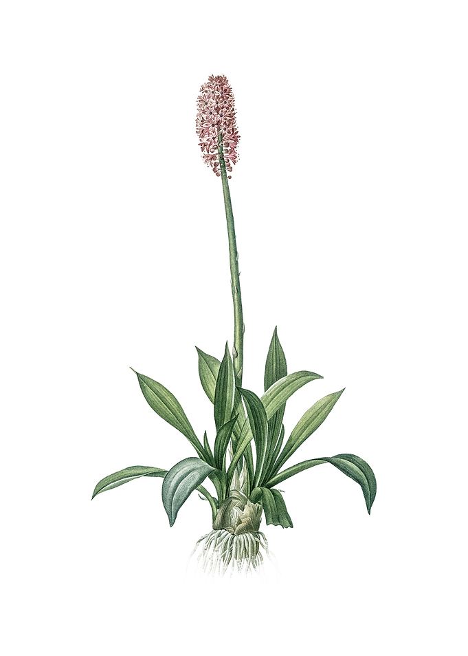Vintage Swamp Pink Flower