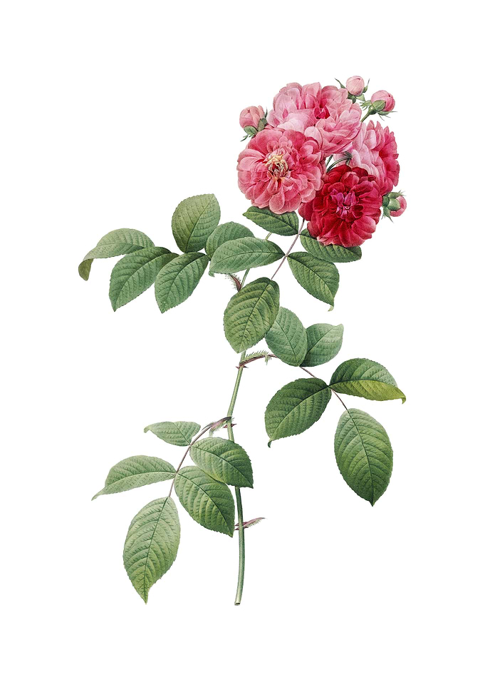 Seven Sisters Roses Flower