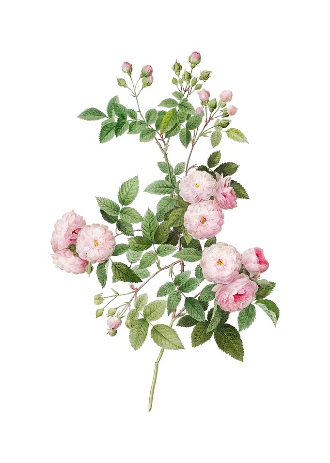 Vintage Pink Baby Roses