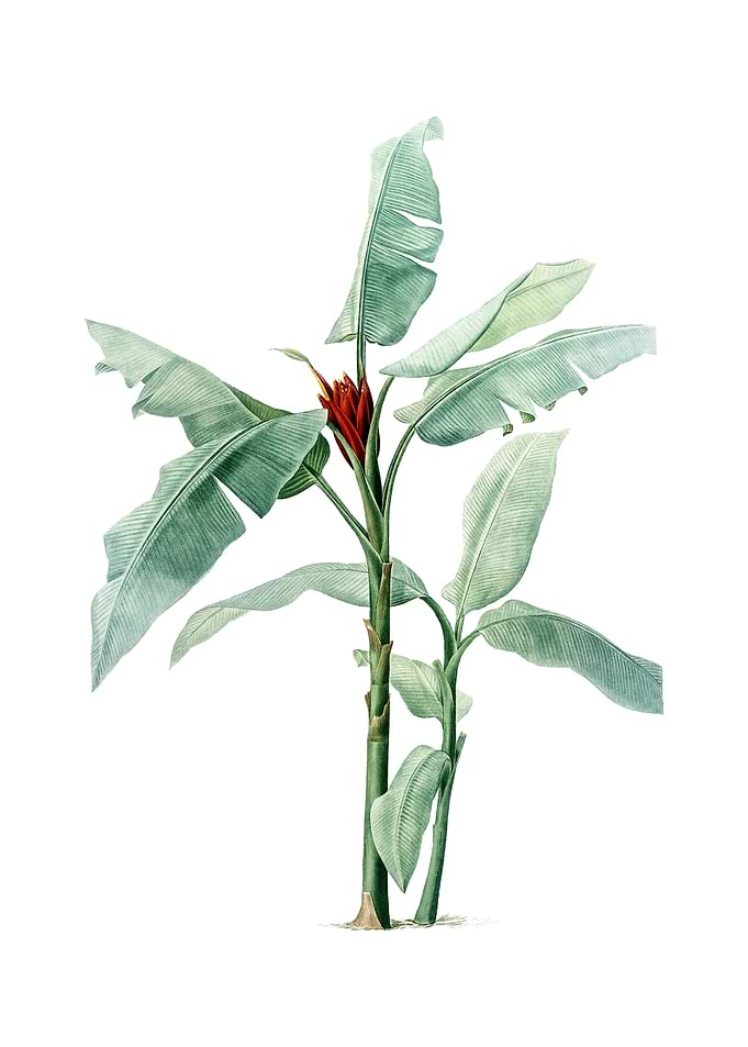 Vintage Scarlet Banana