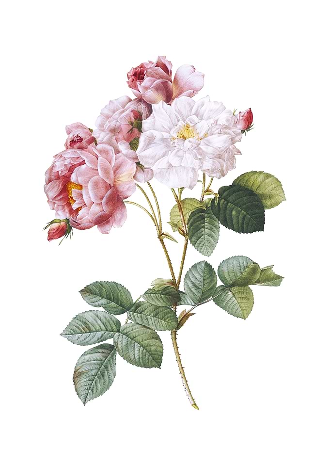 Vintage Pink Damask Rose