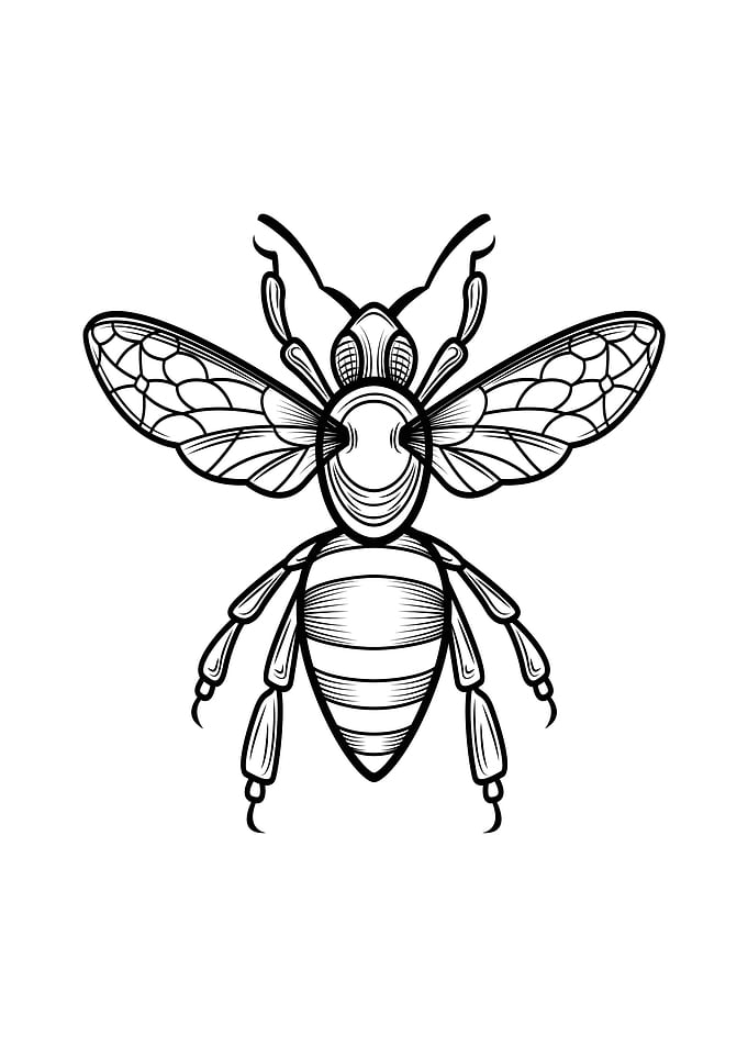 insect