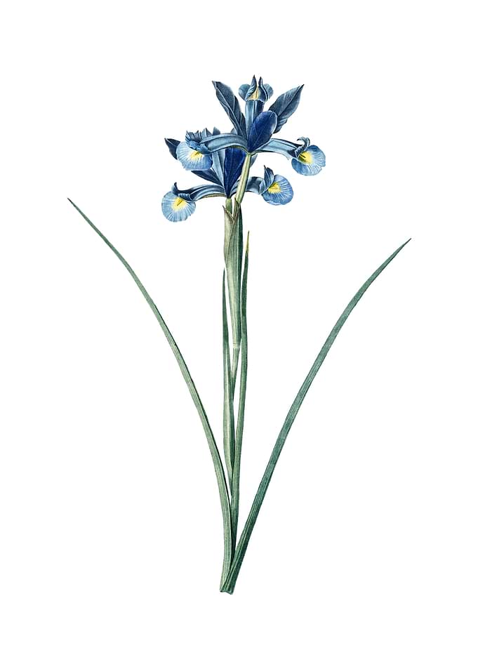Vintage Spanish Iris