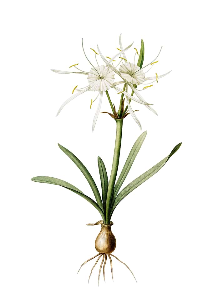Streambank Spiderlily