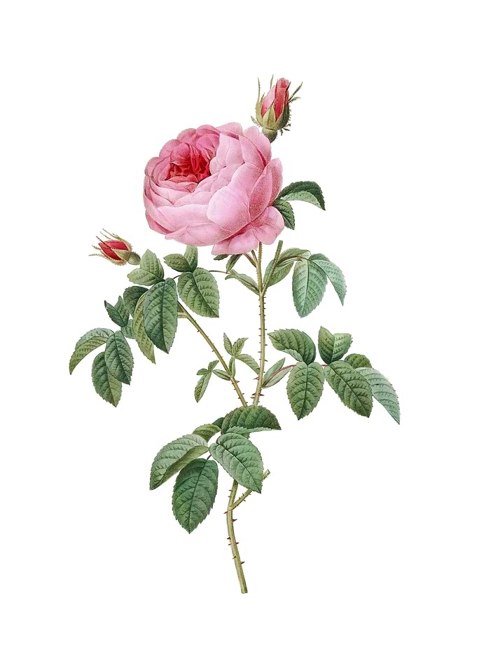Provence Rose Bloom Flower