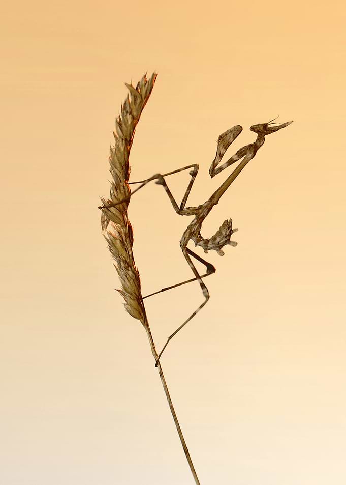 Conehead mantis