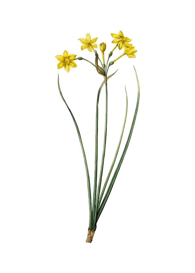 Vintage Rush Daffodil