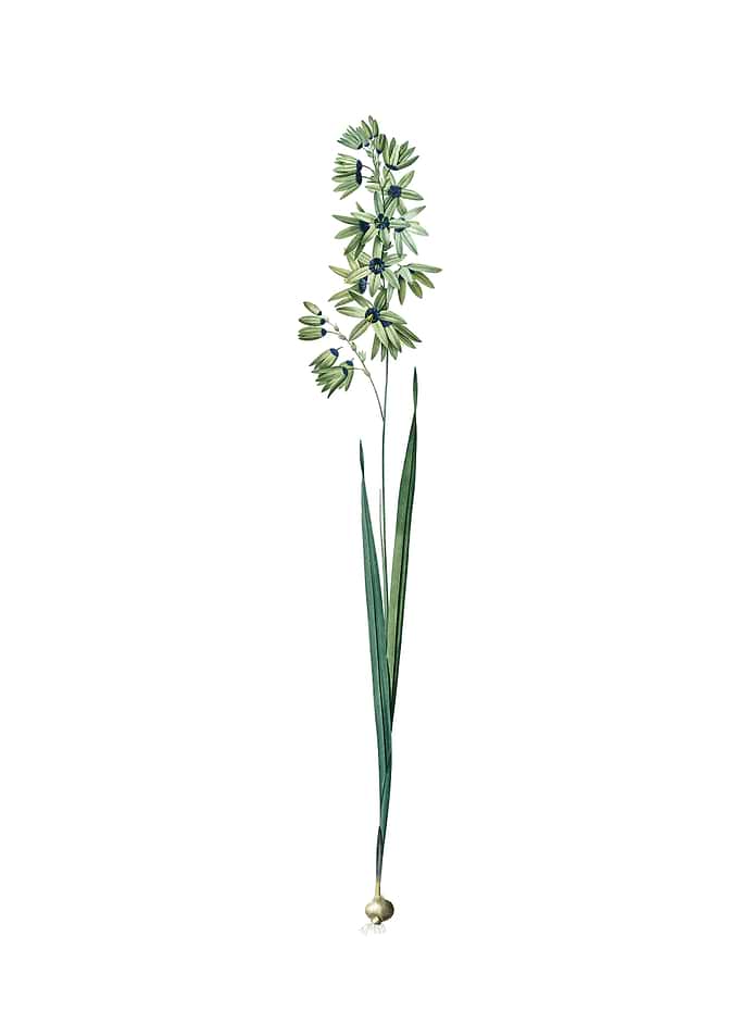 Vintage Turquoise Ixia