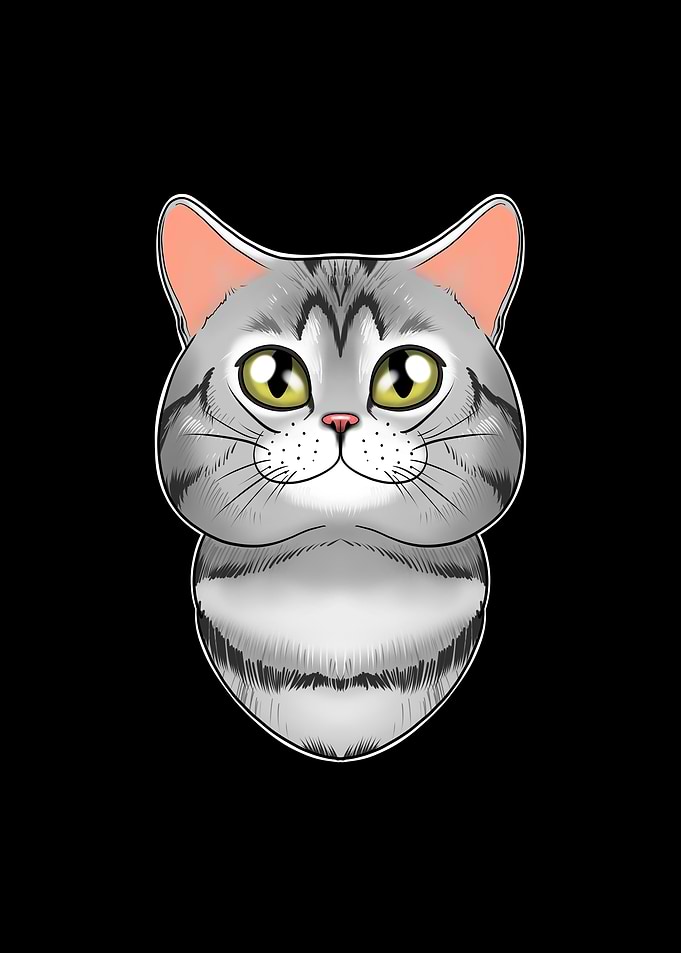 American Shorthair Cat