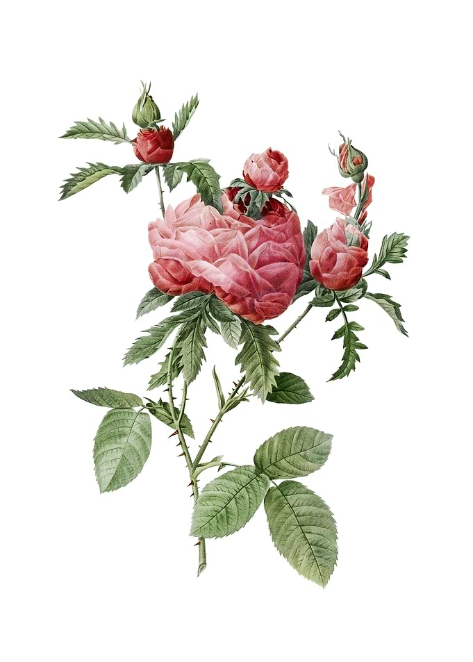 Vintage Cabbage Rose