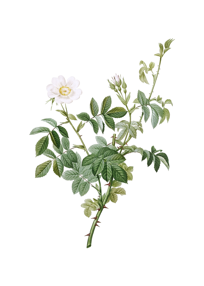 Vintage White Downy Rose