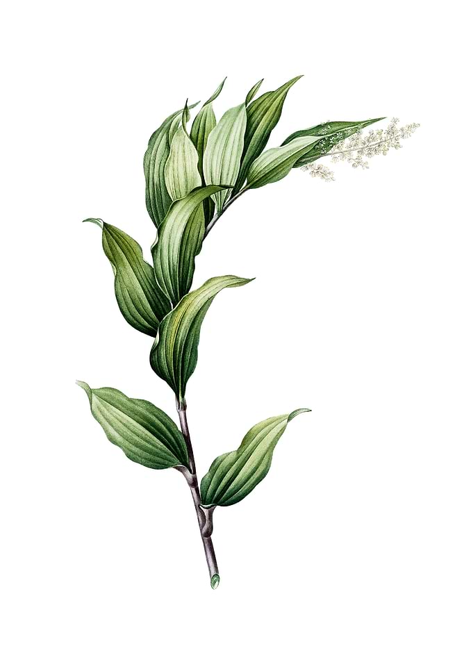 Vintage Treacleberry