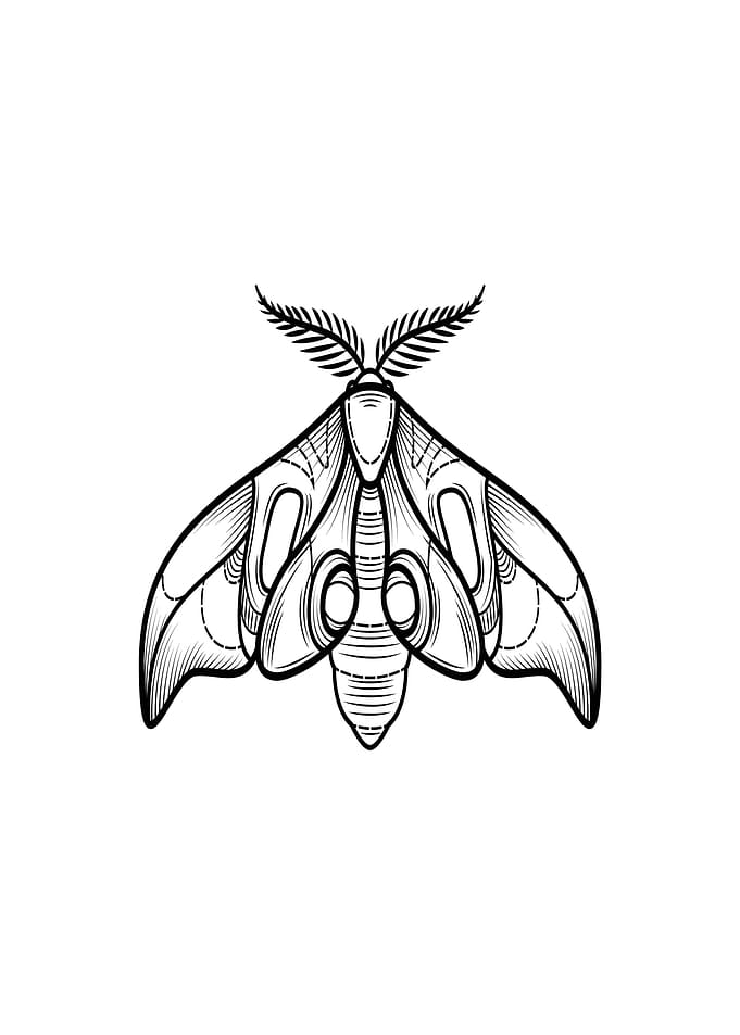 insect
