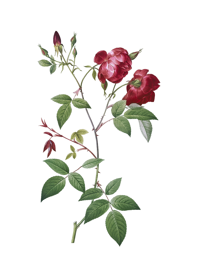Vintage Velvet China Rose