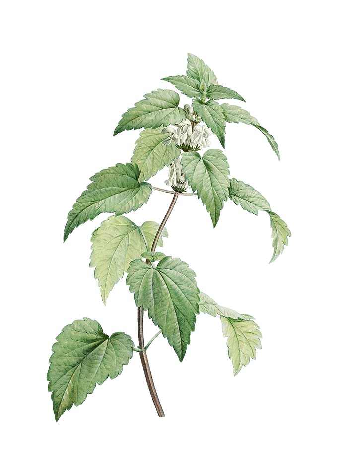 White Dead Nettle Plant