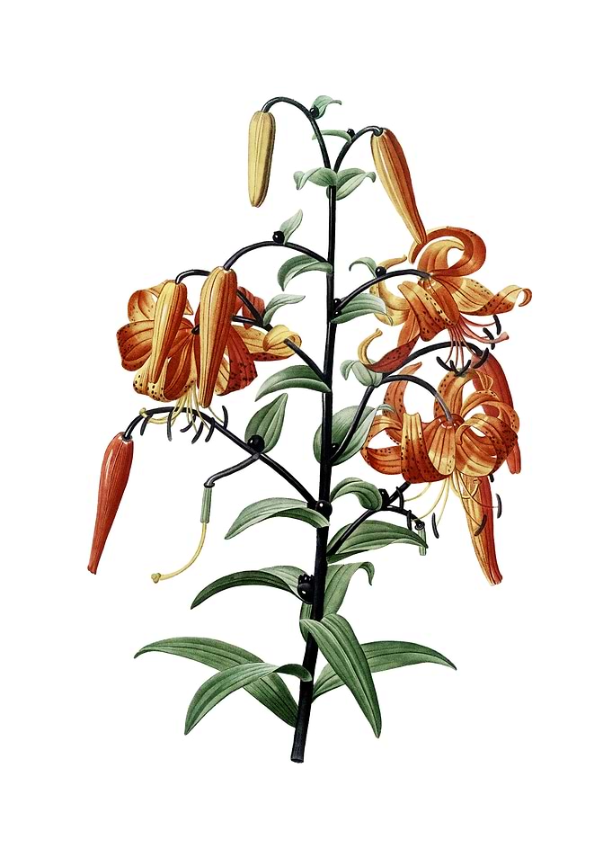 Vintage Tiger Lily Flower