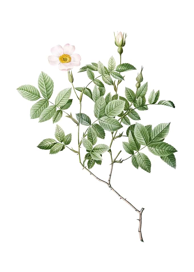 Vintage Rosebush on White