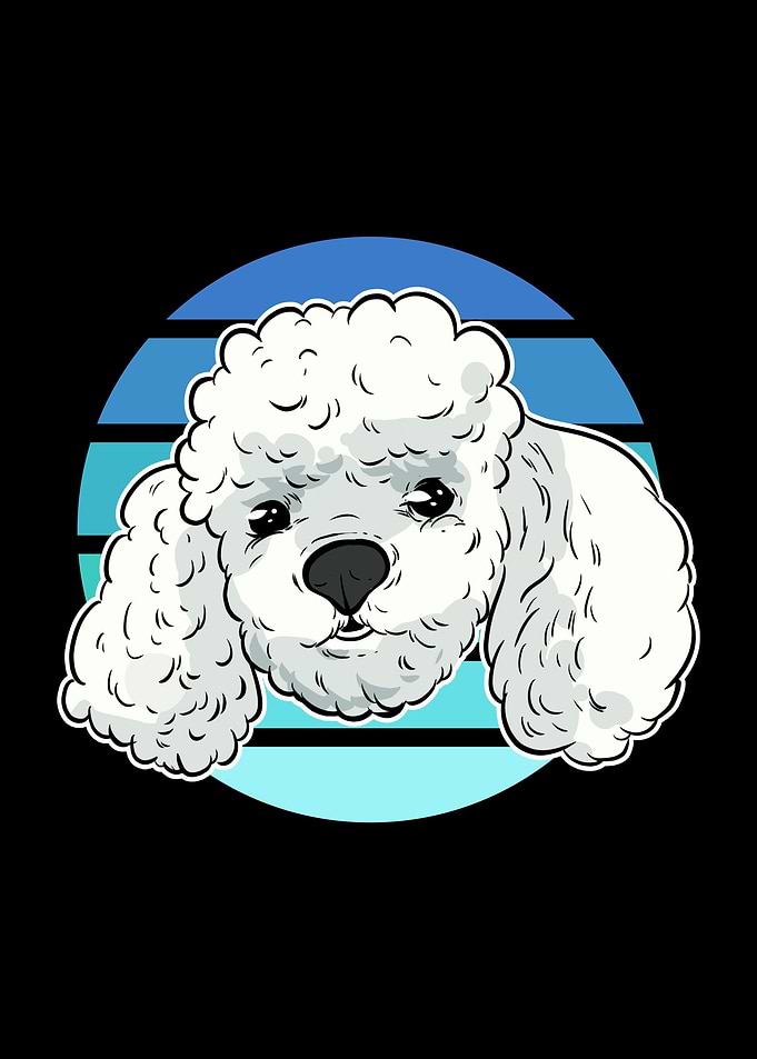 Toy Poodle Face