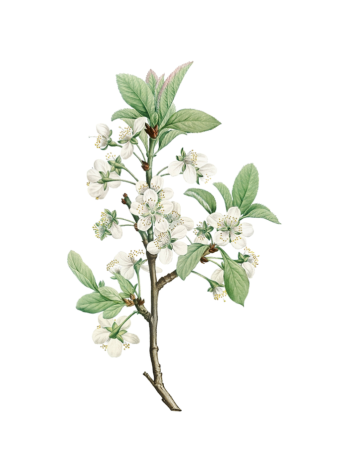 Vintage White Plum Flower