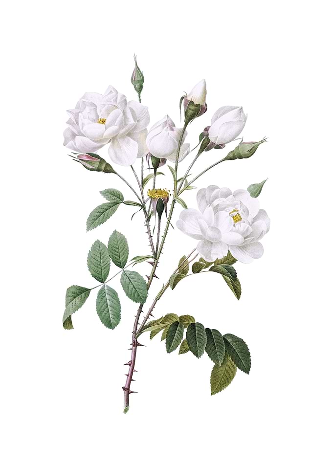Vintage White Rose Flower
