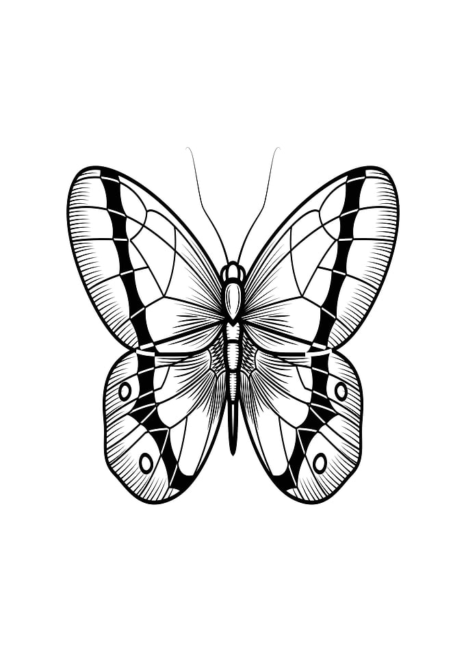 butterfly