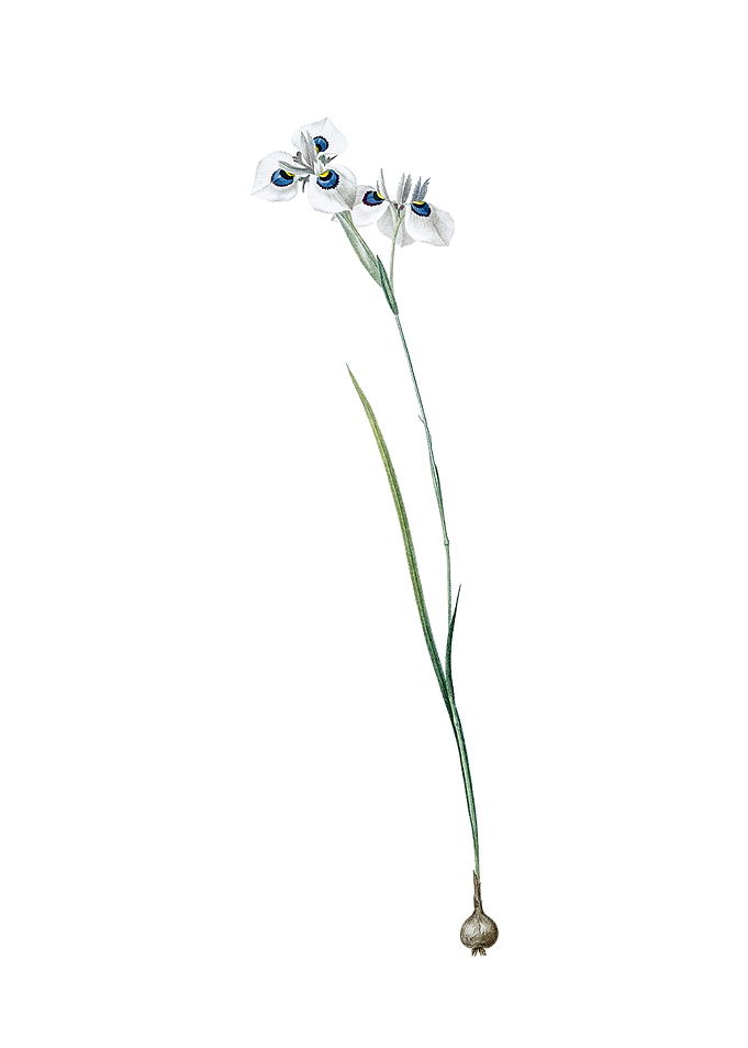 Vieusseuxia Glaucopis