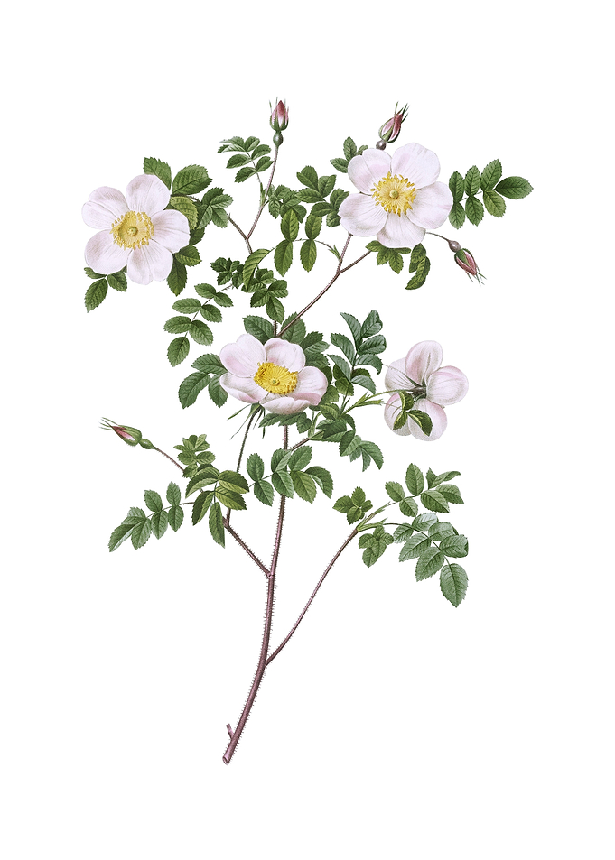 White Candolles Rose