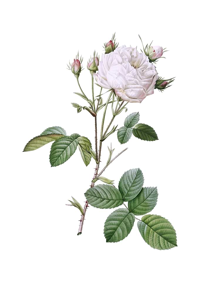White Provence Rose Flower