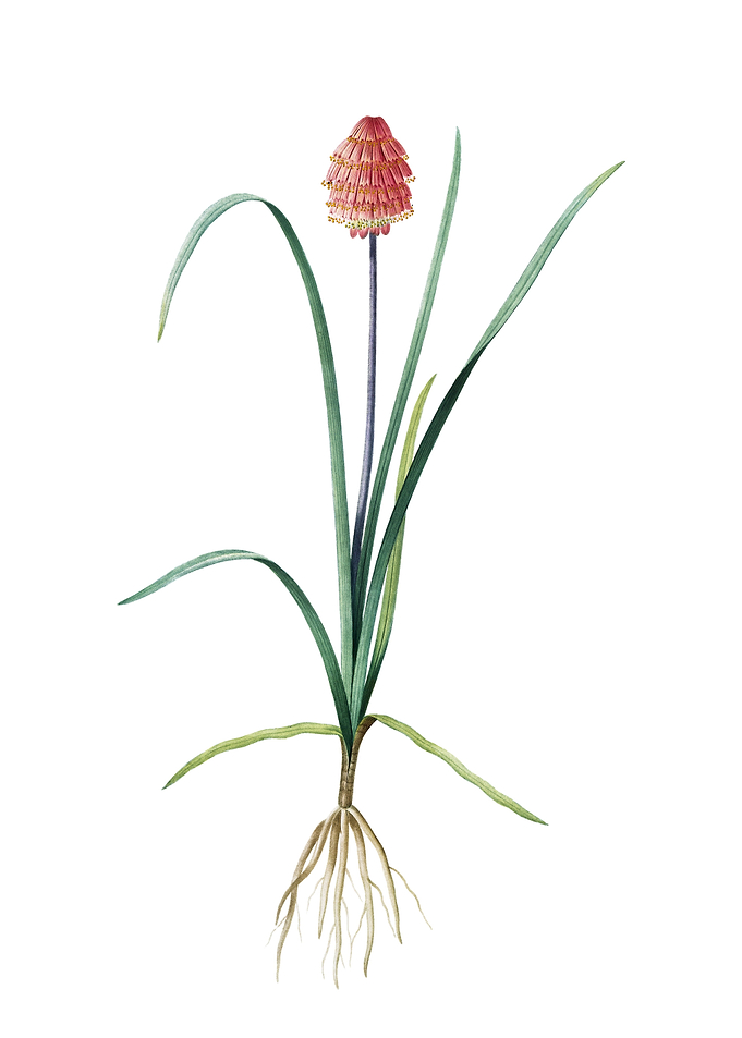 Veltheimia Abyssinica