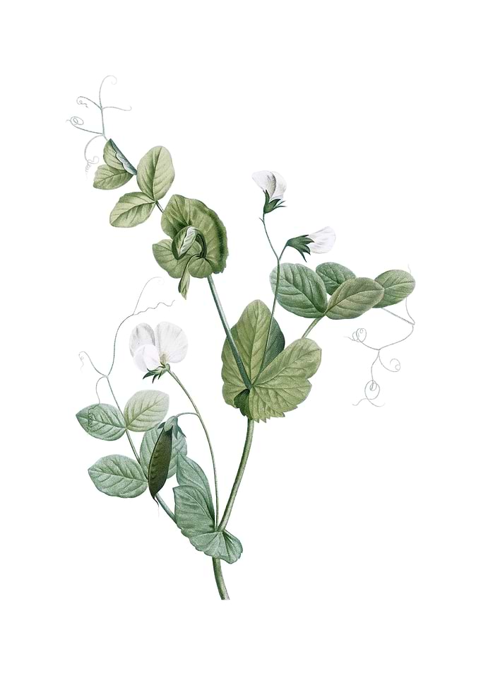 Vintage White Pea Flower