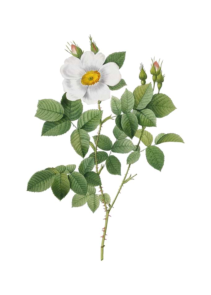 Twin Flowered White Rose