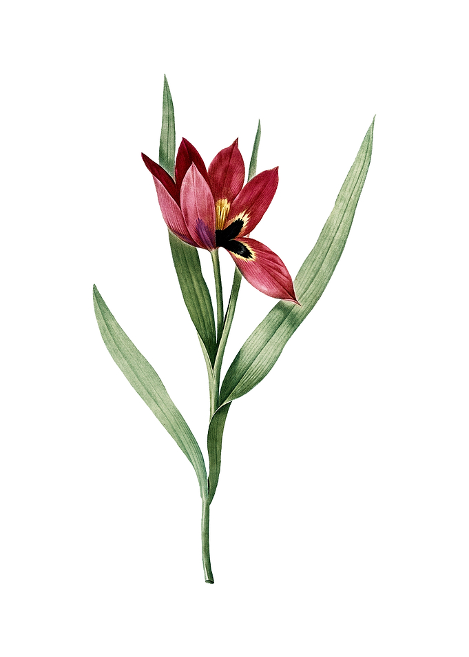 Tulipa Oculus Colis Flower