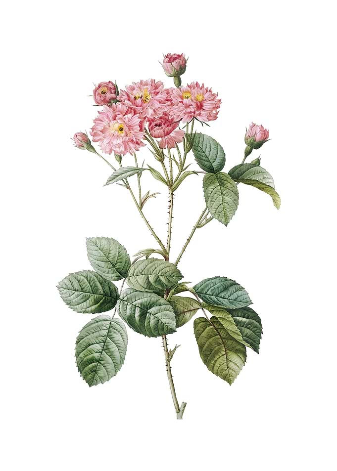 Vintage Pink Rosebush