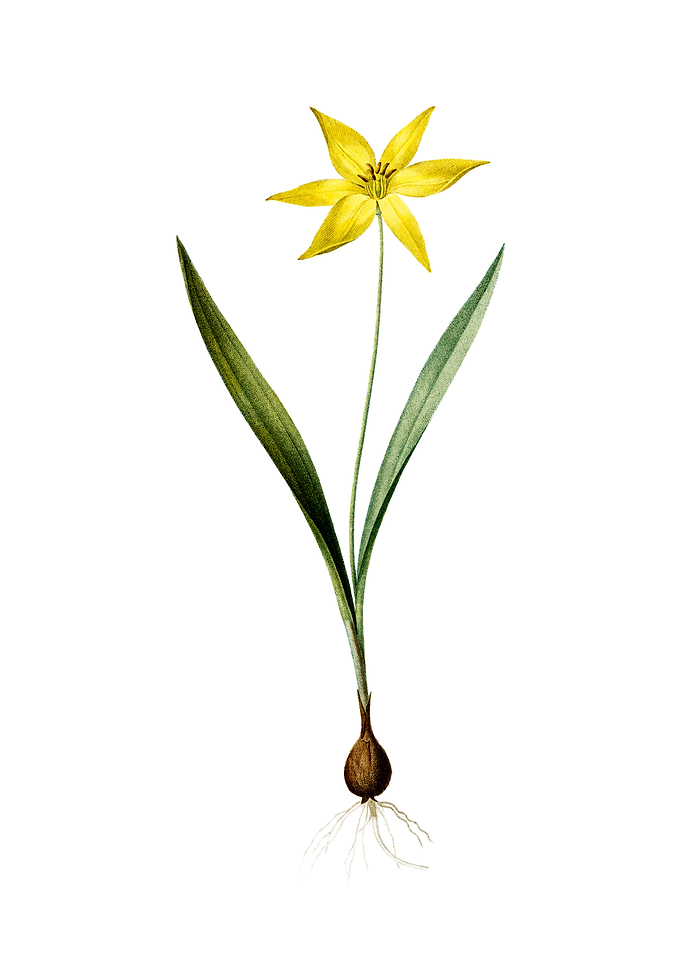 Vintage Tulipa Celsiana