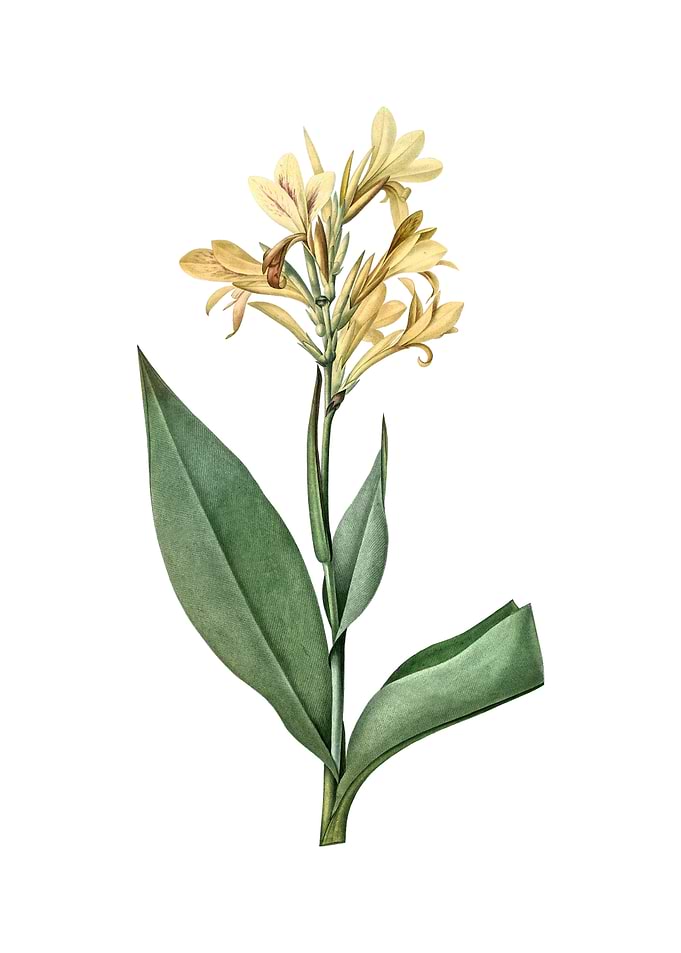 Vintage Water Canna Flower