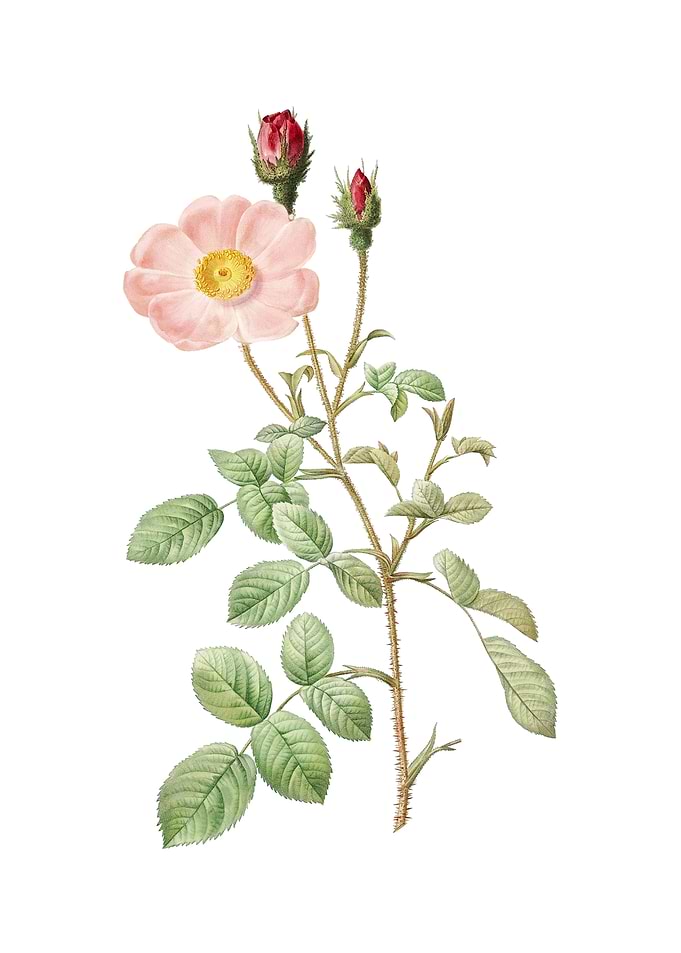 Vintage Sparkling Rose