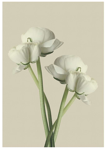 White floral flowers
