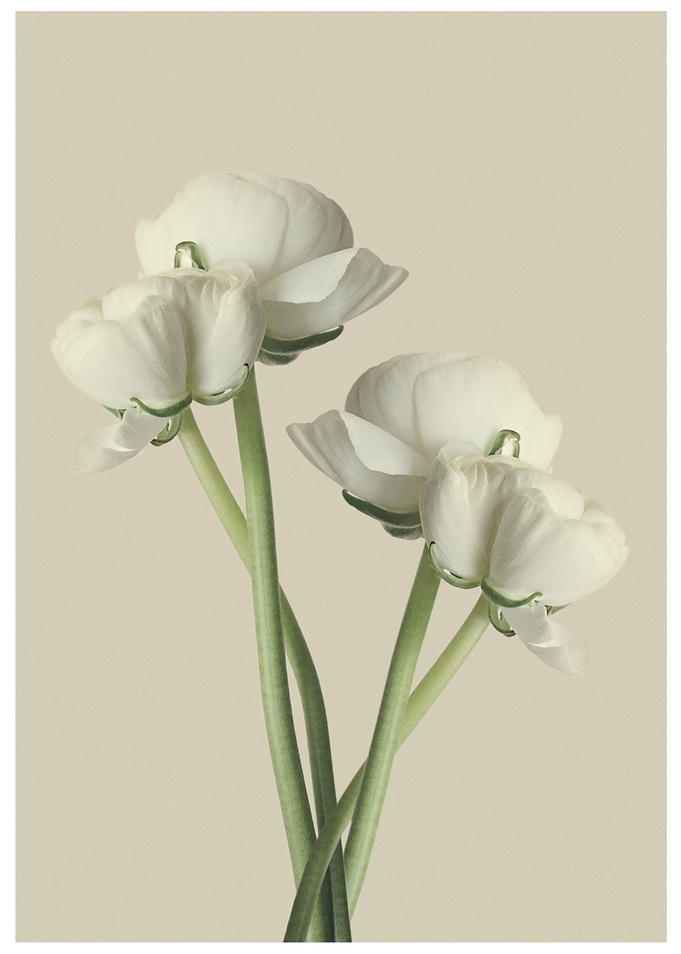 White floral flowers
