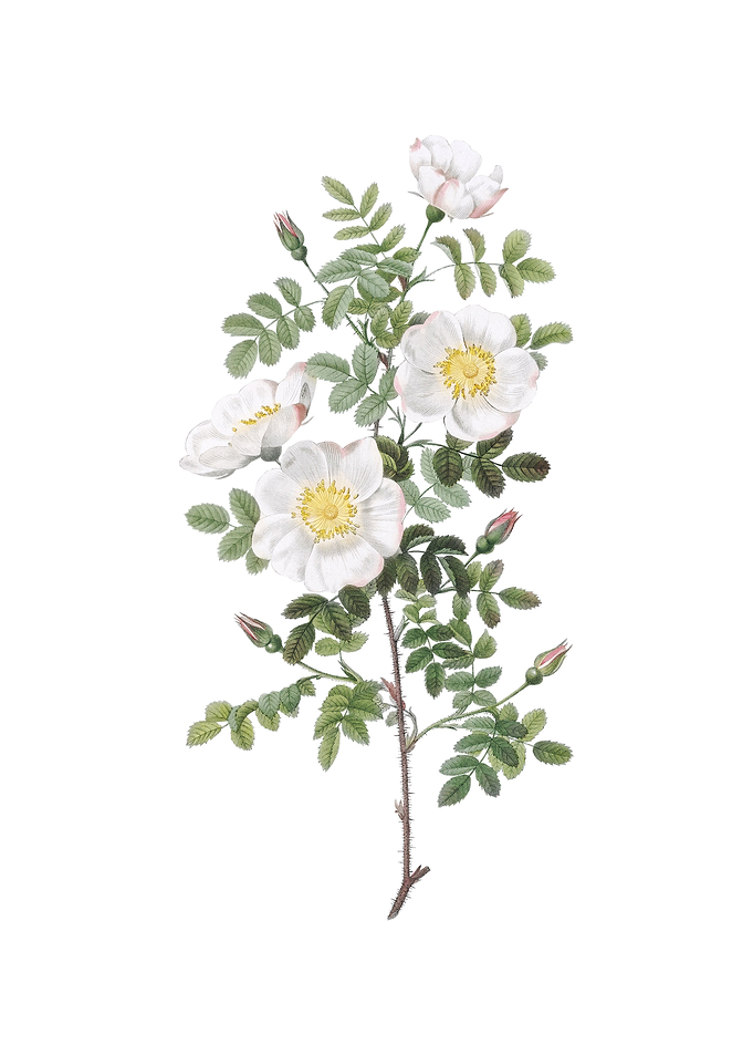 Vintage White Burnet Roses