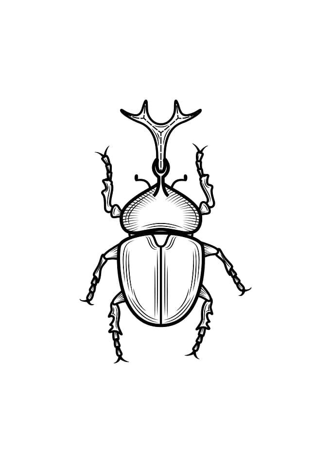 insect