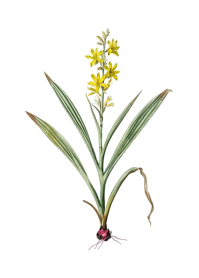 Wachendorfia Thyrsiflora